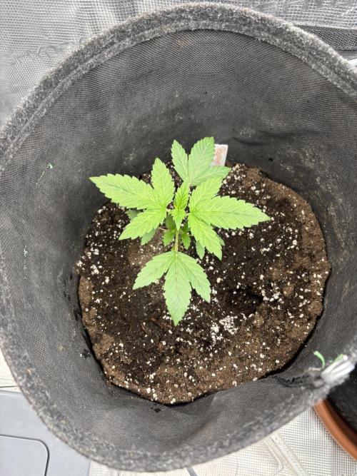 Erster Grow 2026. Week 2