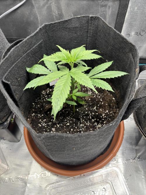 Erster Grow 2026. Week 2