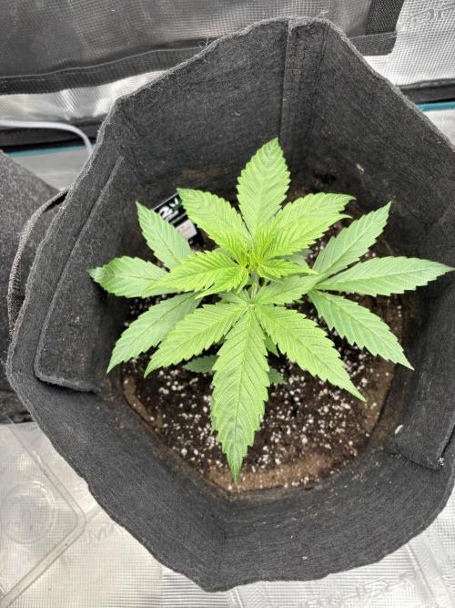 Erster Grow 2026. Week 2