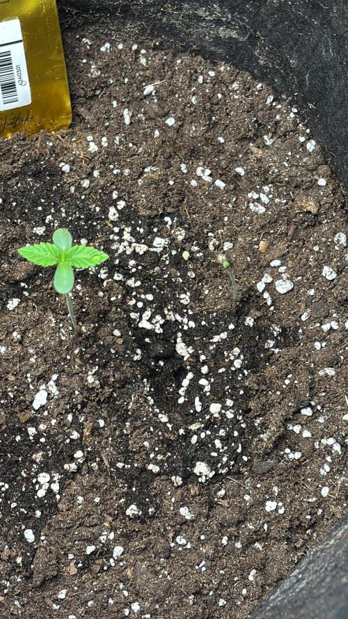 Erster Grow 2026. Week 2