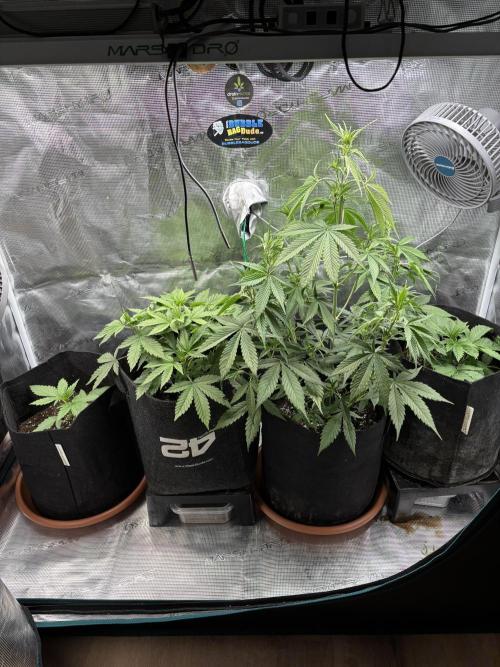 Erster Grow 2026. Week 5