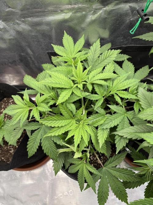 Erster Grow 2026. Week 5