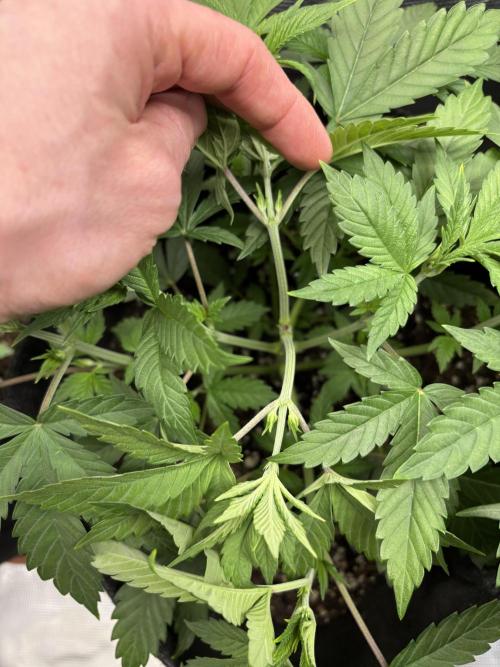 Erster Grow 2026. Week 5