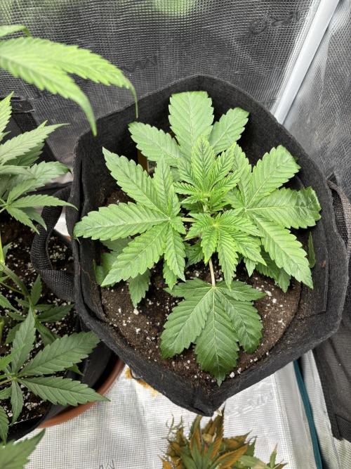 Erster Grow 2026. Week 5