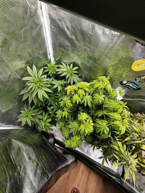 Erster Grow 2026. Week 10