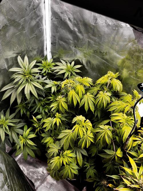 Erster Grow 2026. Week 10