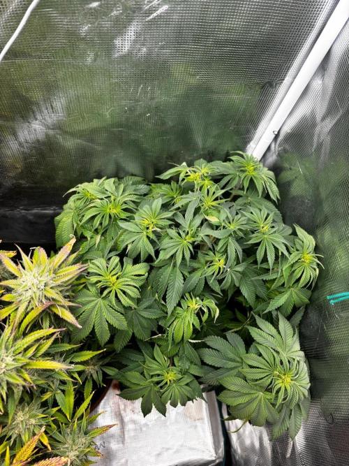 Erster Grow 2026. Week 10