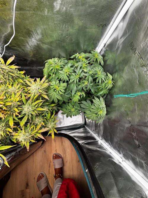 Erster Grow 2026. Week 10