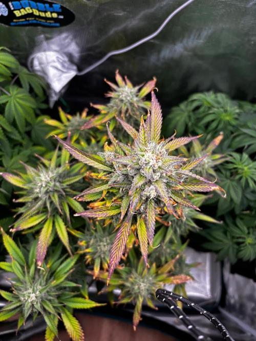 Erster Grow 2026. Week 10