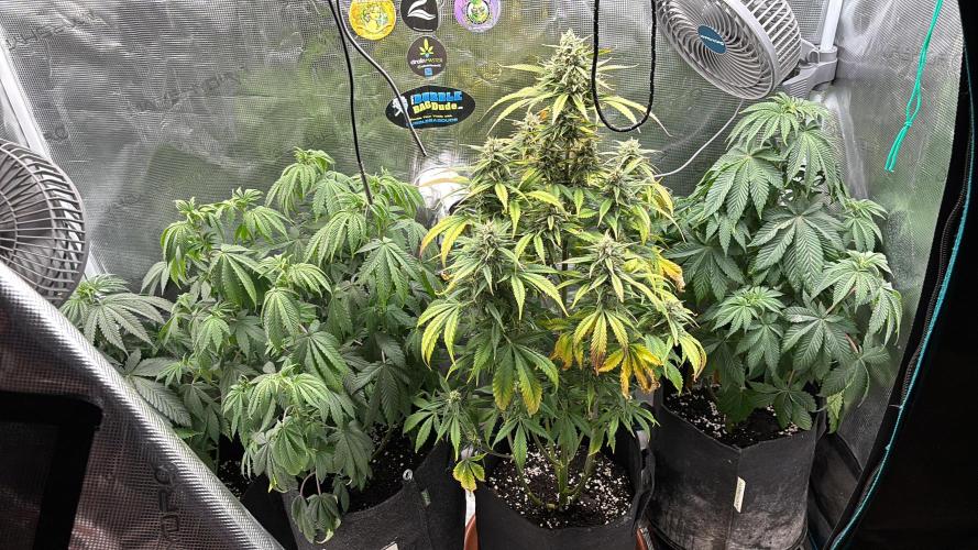 Erster Grow 2026. Week 10