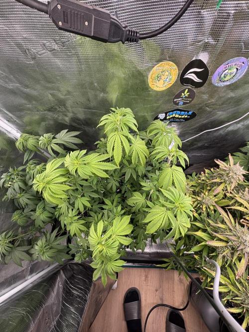 Erster Grow 2026. Week 11
