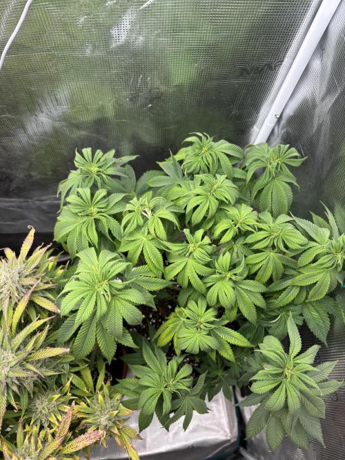Erster Grow 2026. Week 11