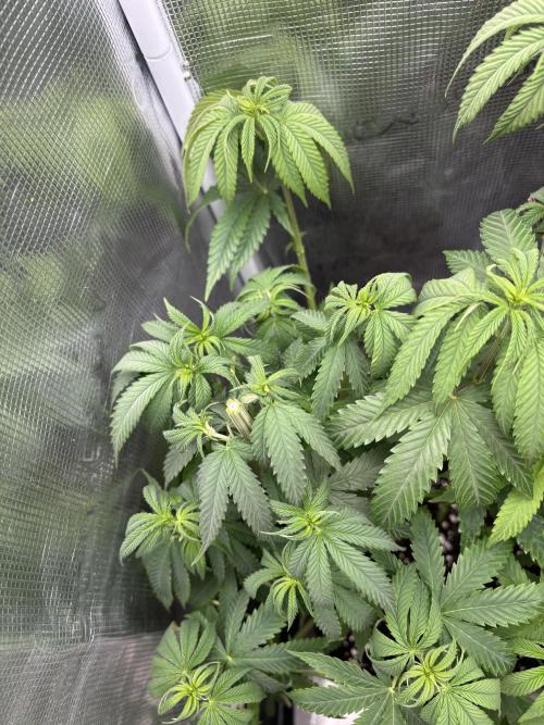 Erster Grow 2026. Week 11