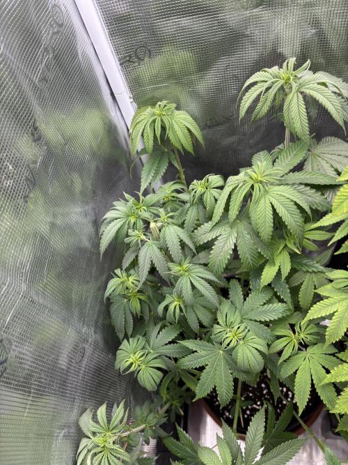 Erster Grow 2026. Week 11