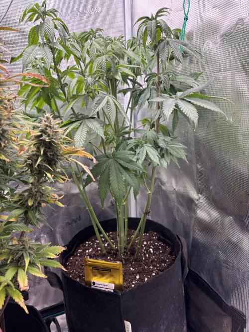 Erster Grow 2026. Week 11