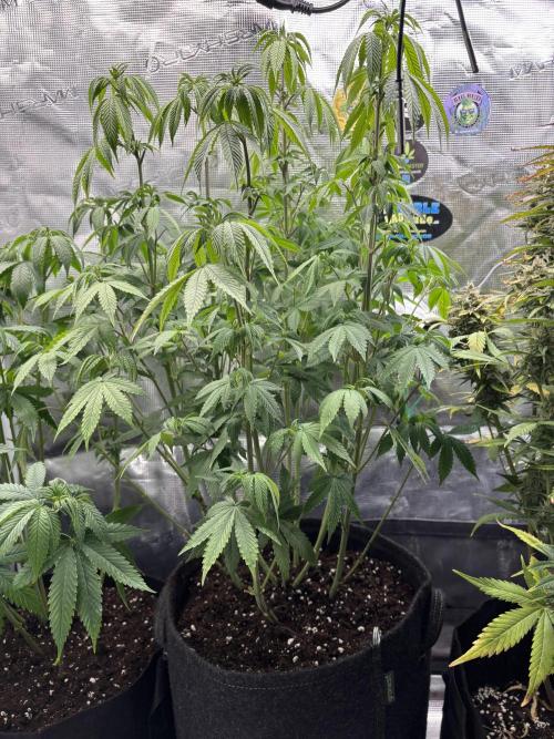 Erster Grow 2026. Week 11