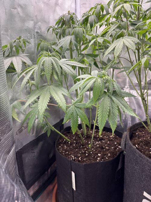 Erster Grow 2026. Week 11