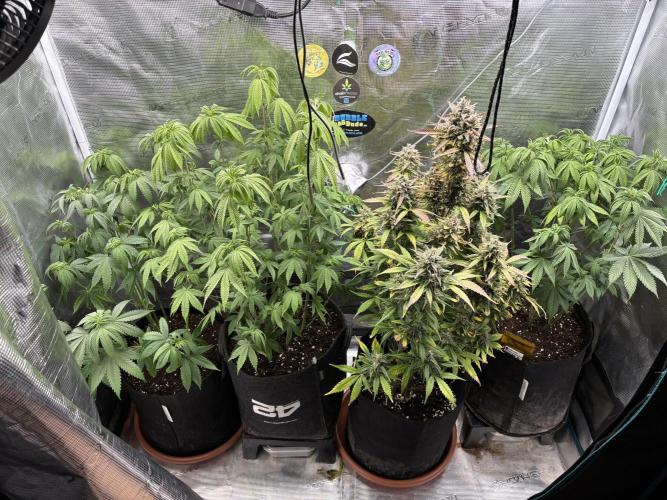 Erster Grow 2026. Week 11