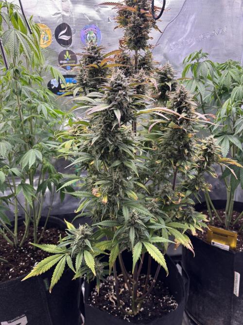 Erster Grow 2026. Week 12