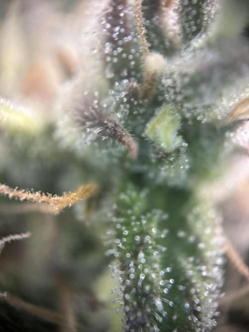 Erster Grow 2026. Week 12