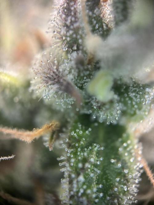 Erster Grow 2026. Week 12