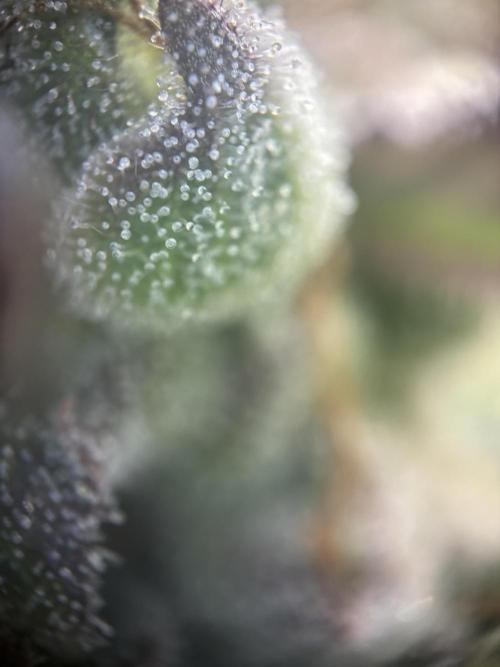 Erster Grow 2026. Week 12