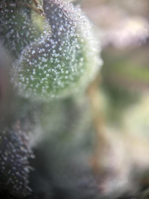 Erster Grow 2026. Week 12