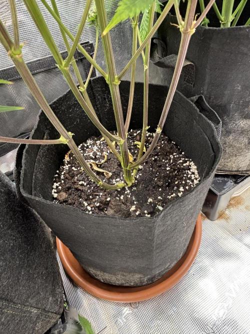 Erster Grow 2026. Week 12