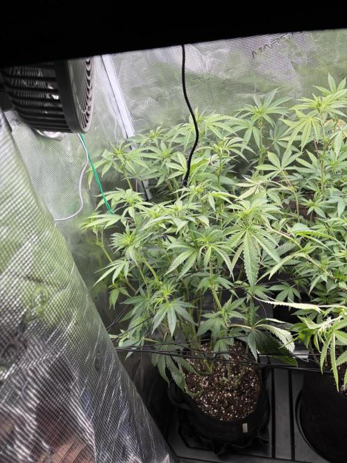 Erster Grow 2026. Week 14