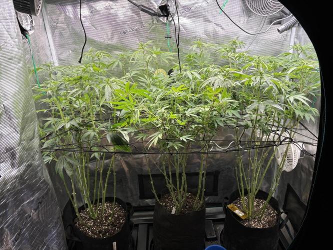 Erster Grow 2026. Week 14