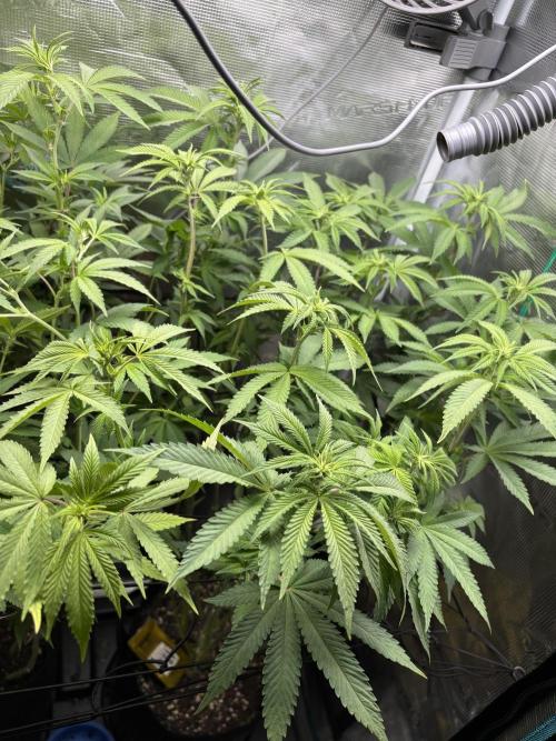 Erster Grow 2026. Week 14