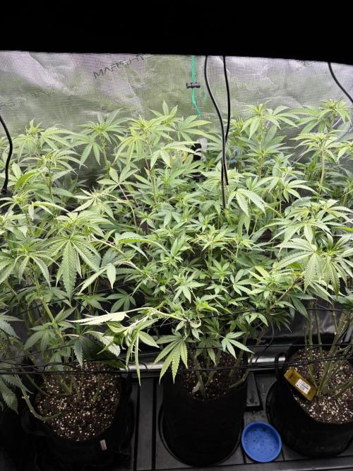 Erster Grow 2026. Week 14