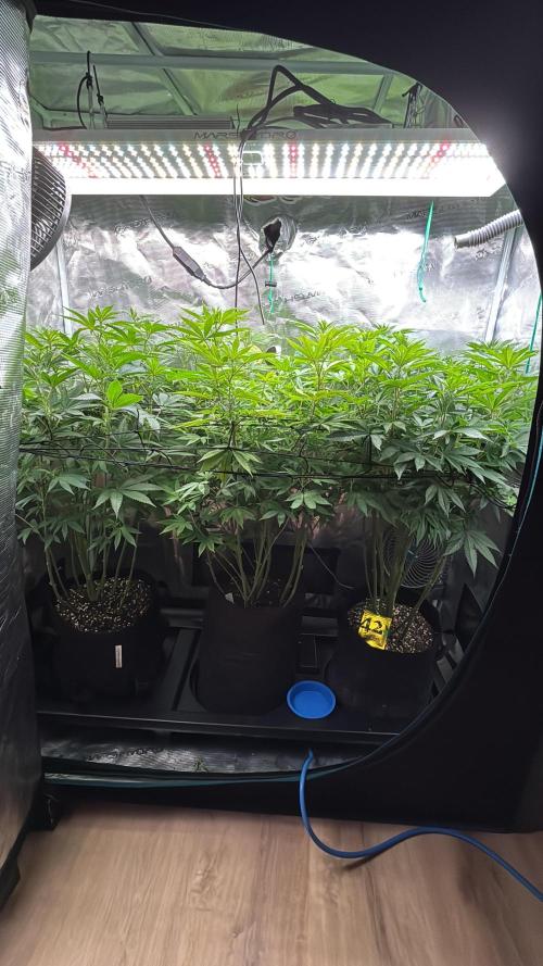Erster Grow 2026. Week 14
