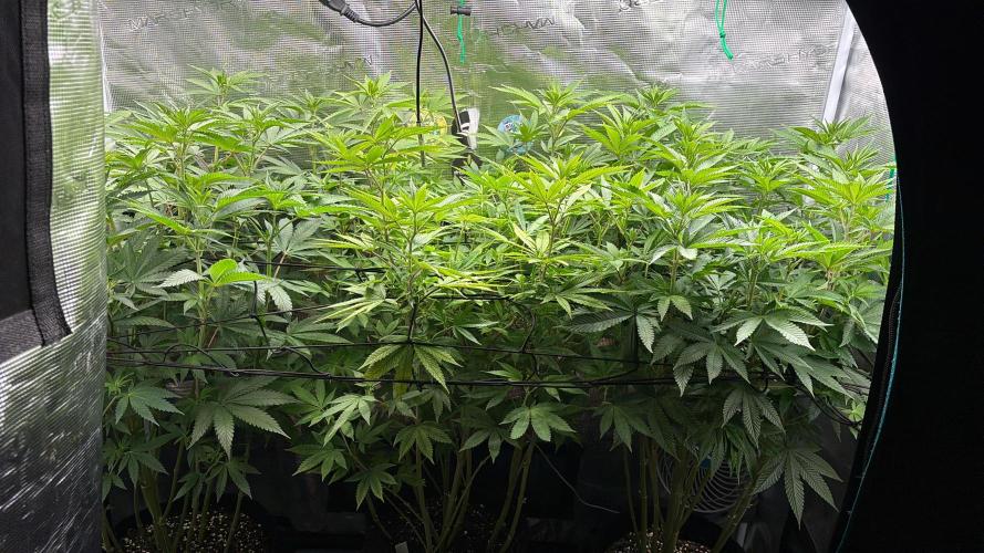 Erster Grow 2026. Week 14
