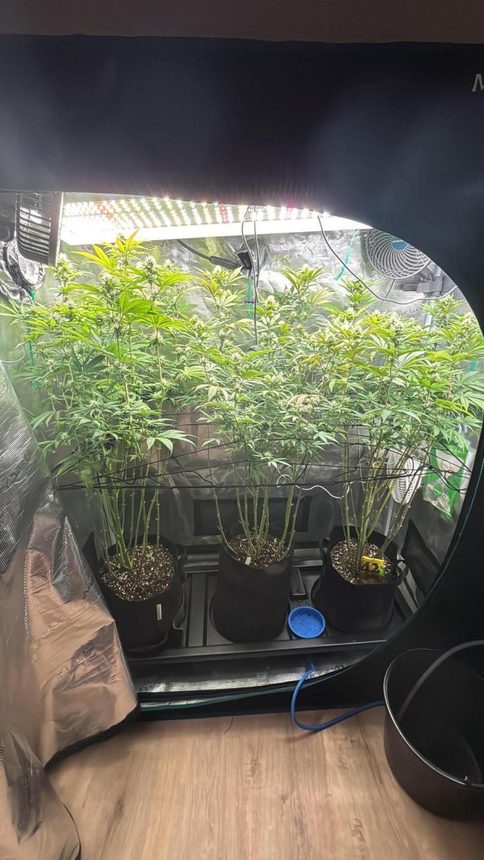Erster Grow 2026. Week 16