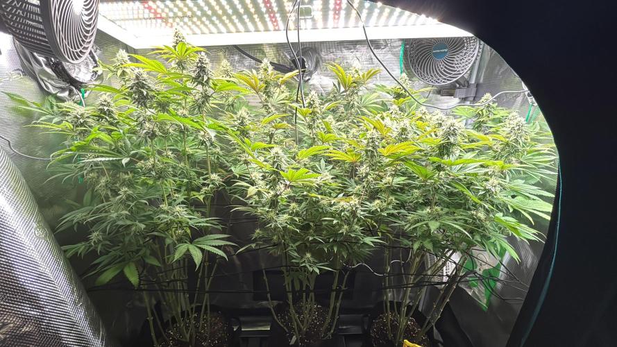 Erster Grow 2026. Week 18