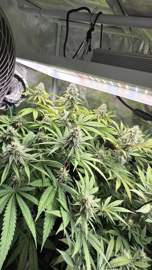 Erster Grow 2026. Week 18