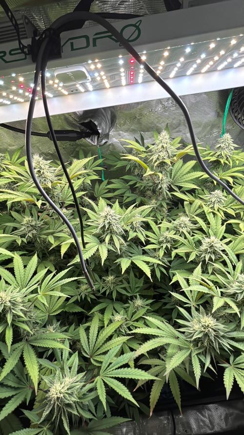 Erster Grow 2026. Week 18
