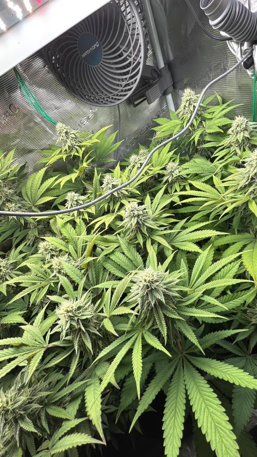 Erster Grow 2026. Week 18