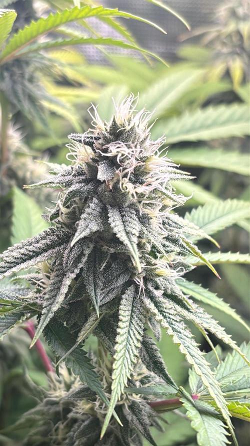 Erster Grow 2026. Week 18