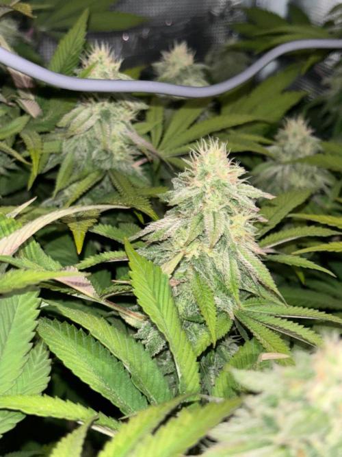 Erster Grow 2026. Week 19