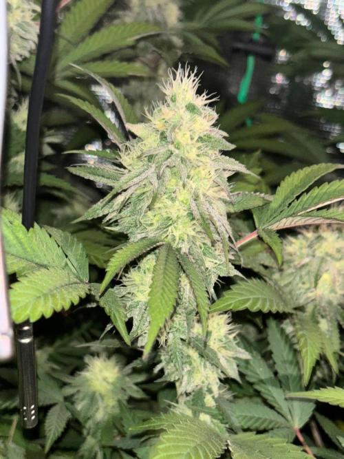 Erster Grow 2026. Week 19