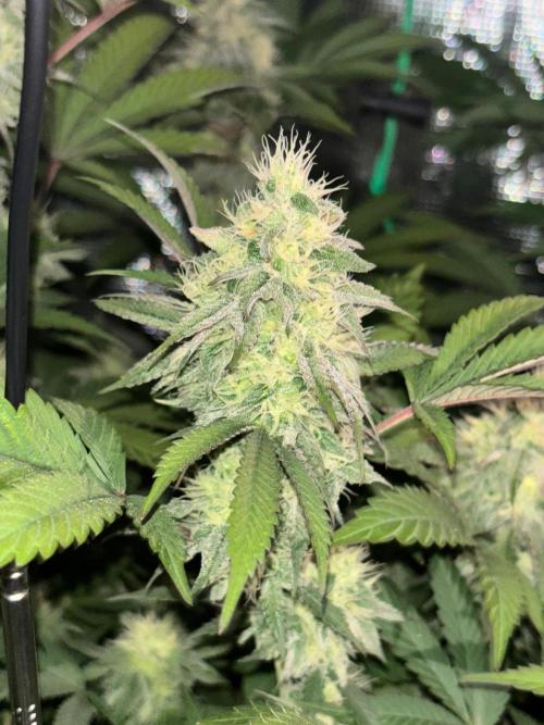 Erster Grow 2026. Week 19
