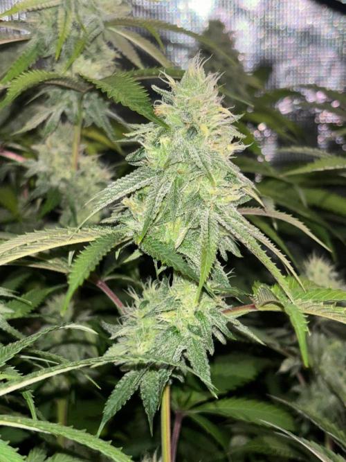 Erster Grow 2026. Week 19