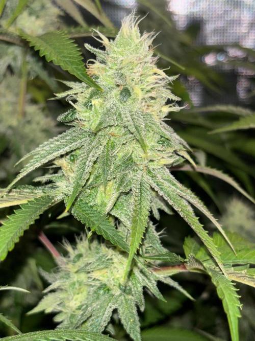 Erster Grow 2026. Week 19