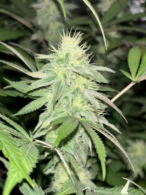 Erster Grow 2026. Week 19
