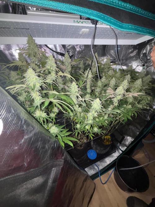 Erster Grow 2026. Week 19