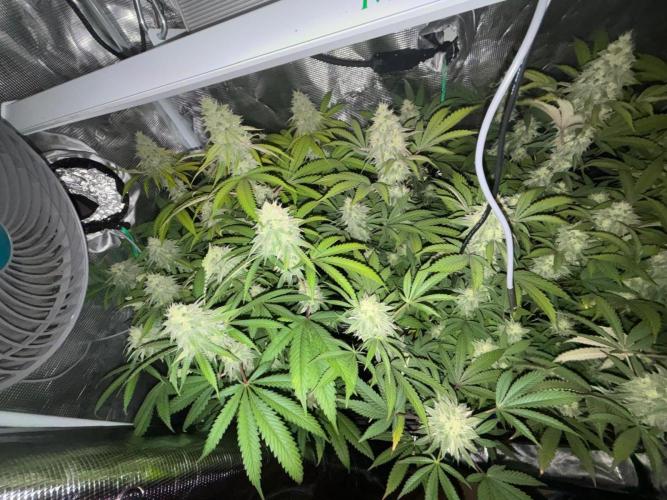 Erster Grow 2026. Week 19
