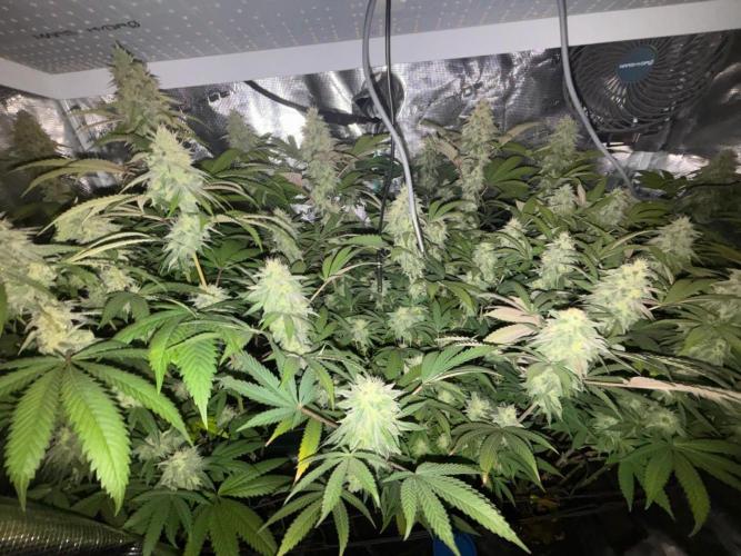 Erster Grow 2026. Week 19