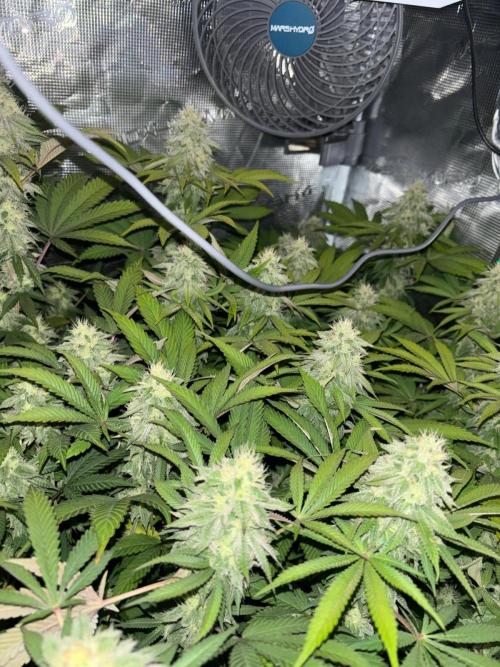 Erster Grow 2026. Week 19